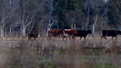 As-cattle-walks,-a-mother-waits-foe-her-calf-to-join-her