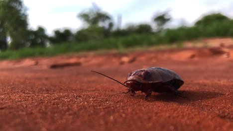 Wild-cockroach-on-a-gravel-mud-road