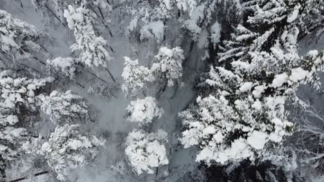 Spectacular-top-down-birs-eye-view-of-frozen-pine-woods---aerial-Stamnes-Vaksdal-Norway