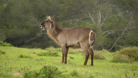 Tracking-shot-of-a-female-waterbuck-standing-in-a-grassy-meadow