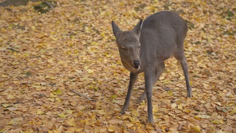 Cervus-nippon,-Japanese-Spotted-Deer-Fawn-in-Slow-motion-in-Autumn-Scene