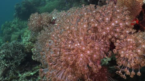 Los-Corales-Se-Alimentan-De-Plancton-Moviendo-Todos-Sus-Tentáculos-En-El-Arrecife-De-Coral-Tropical
