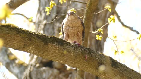Beautiful-hawk-bird-eating-on-wooden-branch-of-tree-during-sunny-day-outdoors-in-nature