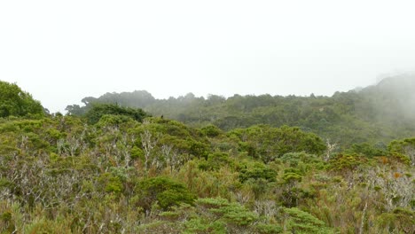 Bosque-Cambiante-De-Gran-Angular-Con-Niebla-Y-Nubes