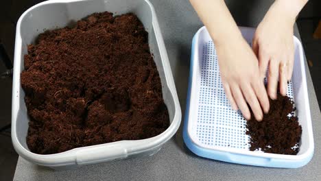 Microgreens-using-Coconut-coir-fibre-as-soil-in-large-blue-tray
