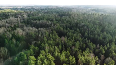 Lithuanian-coniferous-forest-in-early-winter-while-the-drone-is-flying-backwards
