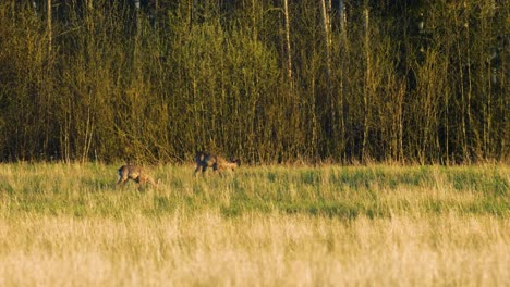 Two-wild-European-roe-deers-eating-in-a-green-meadow,-sunny-spring-evening,-golden-hour,-medium-shot-from-a-distance
