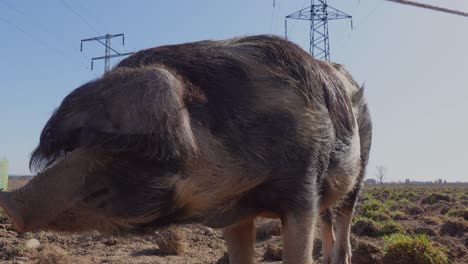 Close-up-shot-of-cute-hairy-pig-with-dropping-ears-eating-on-farmland-during-sunny-day