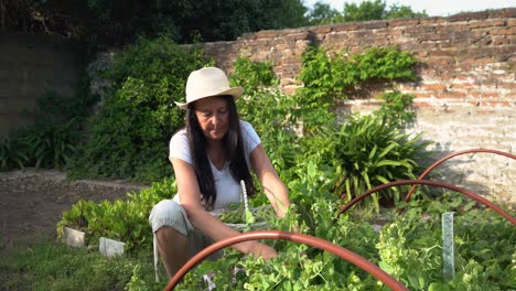 Female-gardener-harvesting-garden-peas,-home-grown-from-garden-vegetable-patch