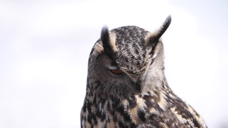 Majestic-eagle-owl-close-up-portrait