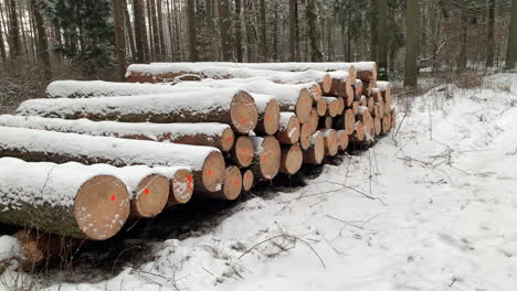 Holzeinschlag-Für-Die-Holzindustrie-Im-Winter