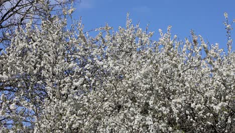 Endrino-O-Endrinas,-Prunus-Spinosa,-En-Flor