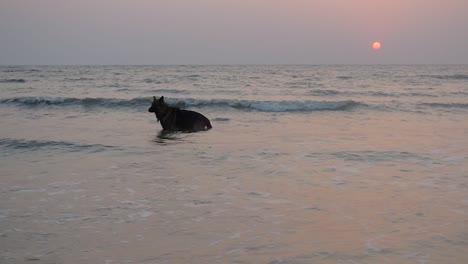 Young-German-shepherd-K9-dog-on-beach-in-shallow-water-silhouette-video-with-sunset-in-the-background-|-silhouette-of-a-big-young-German-shepherd-dog-in-shallow-water-on-beach