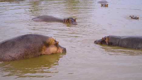 Hipopótamos-Descansando-En-El-Agua-Bajo-El-Sol-De-La-Sabana-Africana