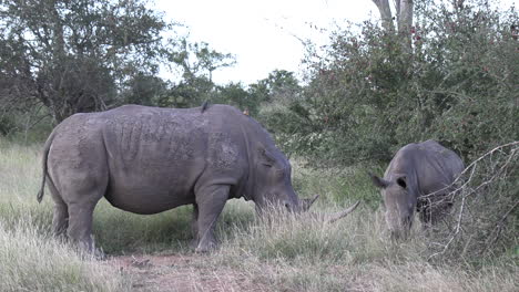 Gimbal-shot-of-female-white-rhino-grazing-with-calf-in-wild