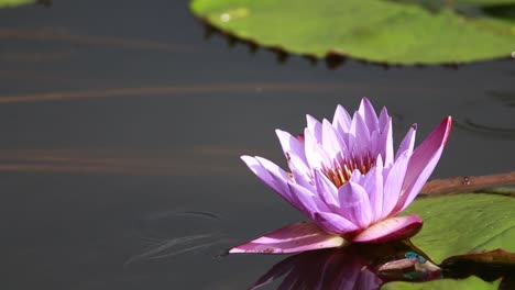Single-beautiful-purple-flower-in-a-pond-in-the-rain-with-lily-pads-around