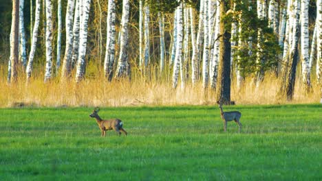 Alarmed-wild-European-roe-deer-in-a-green-meadow,-sunny-spring-evening,-birch-trees-in-background,-golden-hour,-medium-shot-from-a-distance