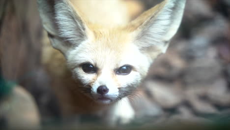 Close-up-shot-of-a-Saharan-Fennec-fox