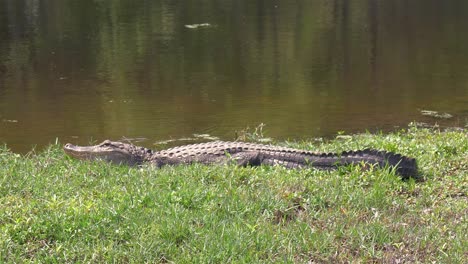 Large-alligator-near-Florida-lake-lays-in-grass-warming-itself-in-sun