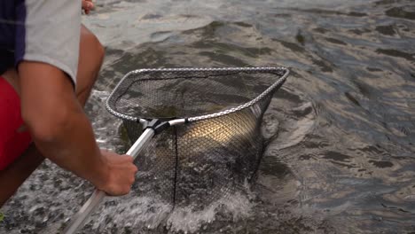 Fisherman-catching-common-carp-in-fishing-net