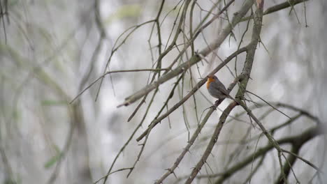 European-robin-waiting-on-a-branch