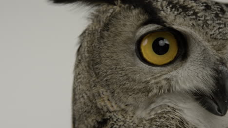Extreme-close-up-eagle-owl-eye-blink