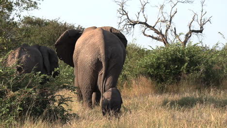 Female-elephant-followed-by-tiny-calf