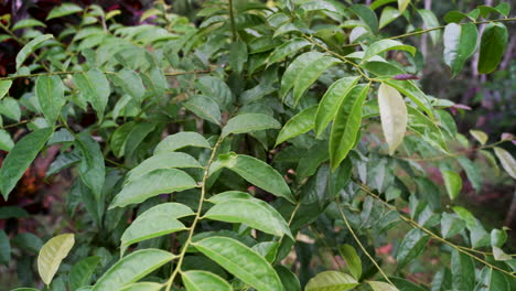 Slow-panning-shot-of-green-guayusa-tena-healing-plant-in-the-rainforest-of-Ecuador