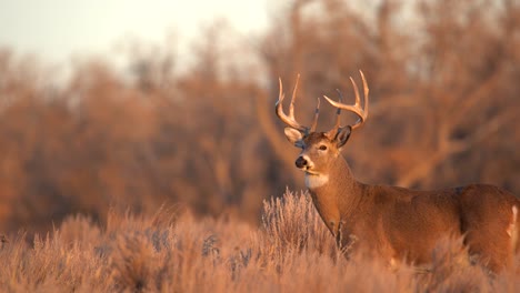Mule-Deer-in-the-plains-of-Colorado