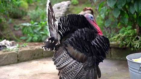 Turkey-in-farm.-Black-live-turkey-