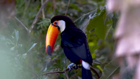 A-big-toco-toucan-carefully-grooming-its-feathers-with-its-bill-while-resting-on-a-branch-in-nature