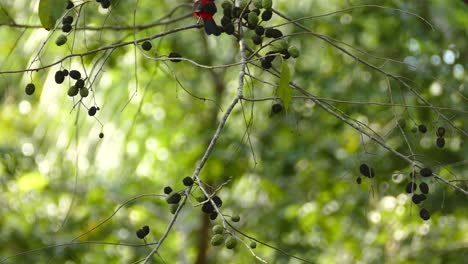 Bright-red-exotic-bird,-moving-on-tree-branches,-in-a-Panama-tropical-forest