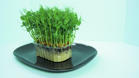 Fresh-green-raw-pea-sprouts-in-the-box-rotate-slow-on-a-black-dish-on-light-blue-background,-healthy-food-concept,-micro-greens,-medium-shot,-camera-rotate-right
