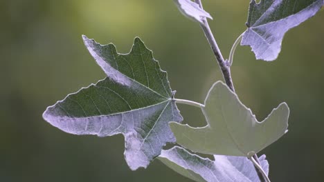Close-up-of-silverleaf-poplar-tree-branches-and-five-lobed-leaves-moving-with-the-breeze