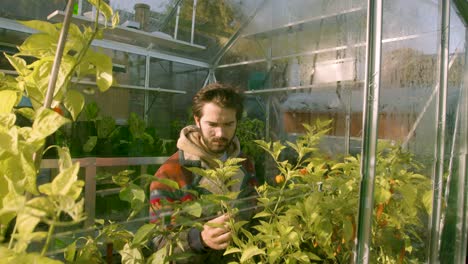 Hipster-male-checking-on-his-plants-in-the-green-house