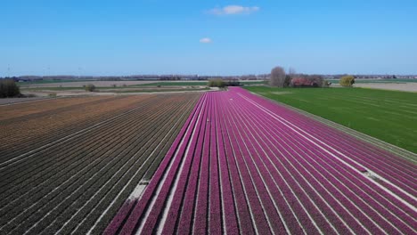 Blossoming-Tulip-Fields-In-Zuid-Beijerland,-Netherlands---aerial-drone-shot