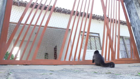 Monkey-arrives-and-looks-inside-house-before-jumping-over-the-gate,-low-camera-angle-slow-motion