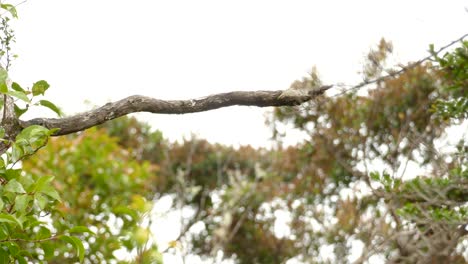 Pequeño-Pájaro-Marrón-Mirando-Muy-Rápido-De-Izquierda-A-Derecha-Y-Saltó-En-Un-Día-Ventoso-En-El-Bosque-De-Costa-Rica