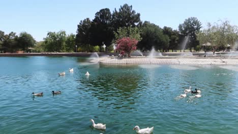 Panoramic-view-of-a-city-park-with-water-fowl