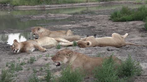 Ein-Rudel-Löwen,-Die-Gemeinsam-Am-Rande-Eines-Wasserlochs-In-Afrika-Ruhen