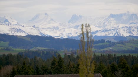 Panning-shot-of-idyllic-mountain-panorama-of-snow-covered-swiss-alps-and-green-meadow-with-trees-in-foreground