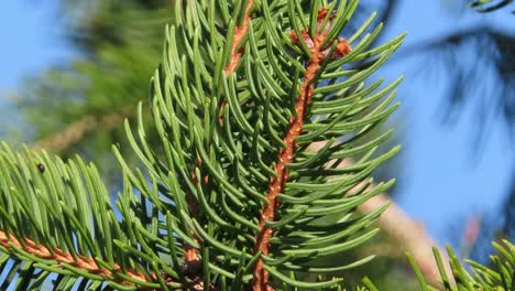 Evergreen-pine-tree-closeup-of-branch-and-pine-needles-waving-in-wind-on-bright-blue-day-in-spring---coniferous-tree