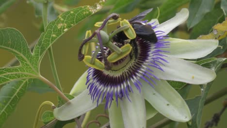 Close-up-of-a-black-bumblebee-extracting-nectar-from-a-blue-crown-passion-flower-contributing-to-pollination
