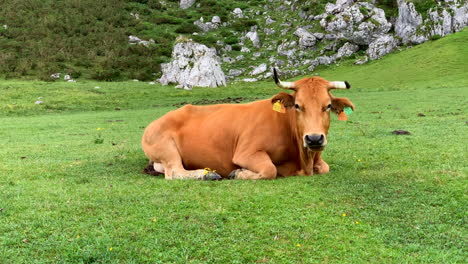 Cow-with-horns-lying-on-grass-in-the-Lakes-of-Covadonga,-Picos-de-Europa,-Spain