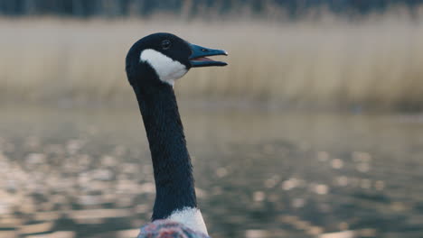 Slomo-close-up-of-canada-goose-by-water-and-reeds-opening-its-beak