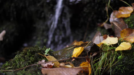 Goldgelbe-Herbstblätter-Ruhen-Auf-Felsen,-Im-Hintergrund-Fließt-Wasser