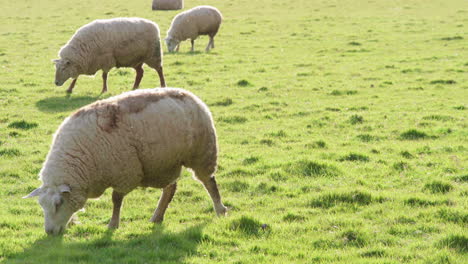 Schafe-Grasen-Bei-Sonnenuntergang-Auf-Der-Wiese---Statische-Aufnahme