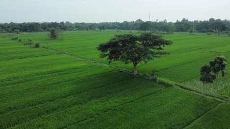 Luftaufnahme-Eines-Großen-Baumes-Inmitten-Einer-Riesigen-Fläche-Grüner-Reisfelder-In-Indonesien