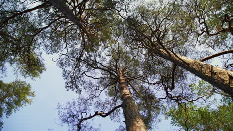 Bottom-up-shot-of-tall-pine-trees-on-a-sunny-day