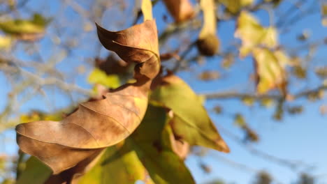 Swaying-Dry-Leaves-In-A-Tree-Branch-On-Windy-Day-During-Summer,-Selective-Focus-Shot
